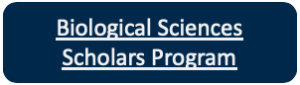 Biological Sciences Scholars Program button